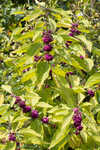 American beautyberry